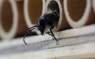 Bee exiting a bee house/Abeille solitaire sortant d’une maison à abeilles 
