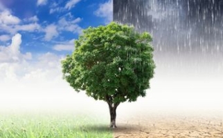 Climate change - tree in drought and in ideal conditions