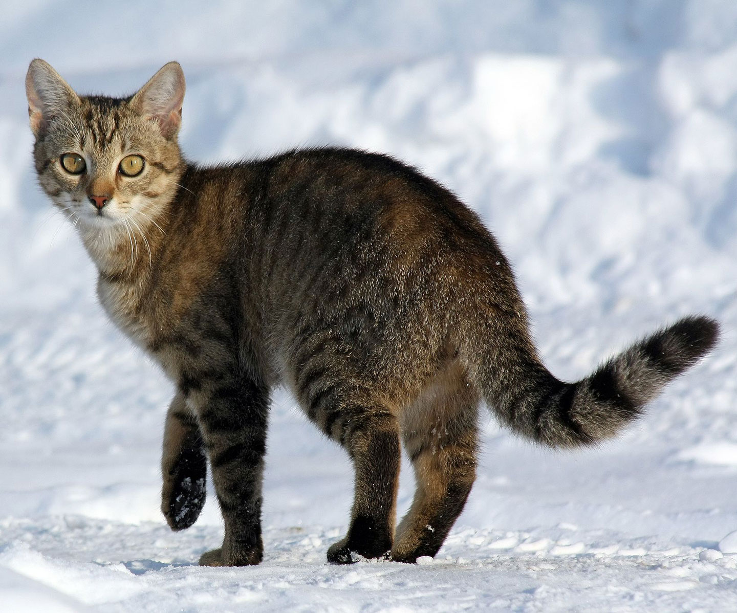 Adult cat walking in a snowy area