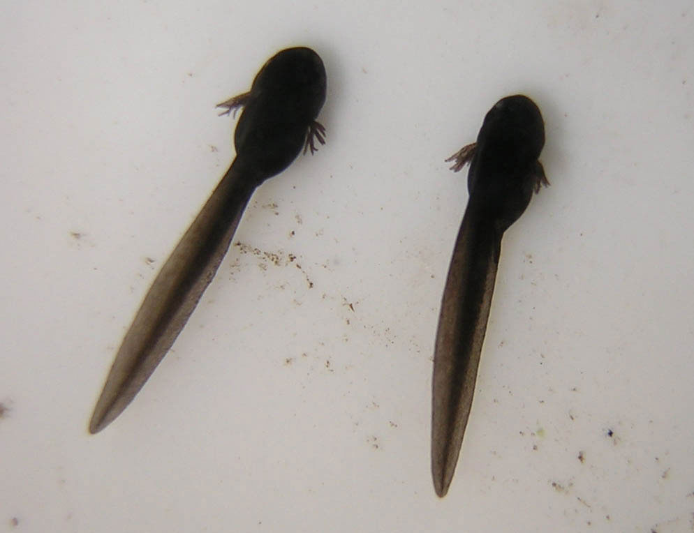 Two frog tadpoles in shallow water
