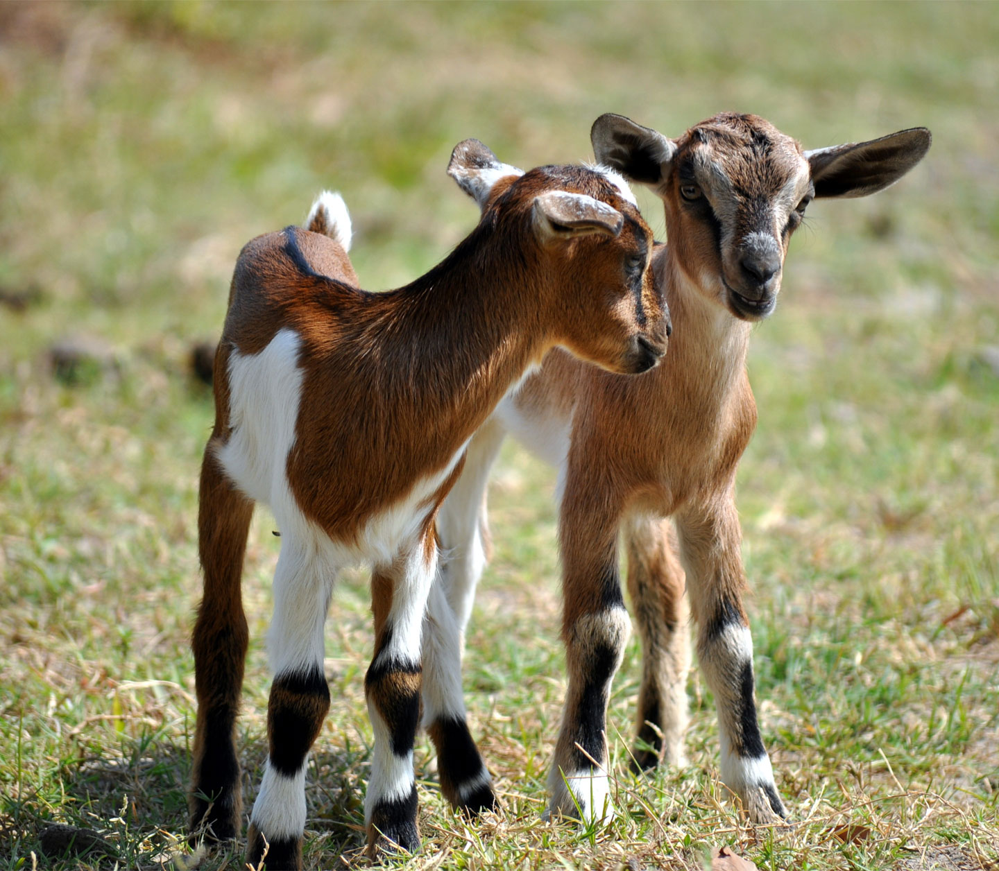 Two goat kids in a grassy area