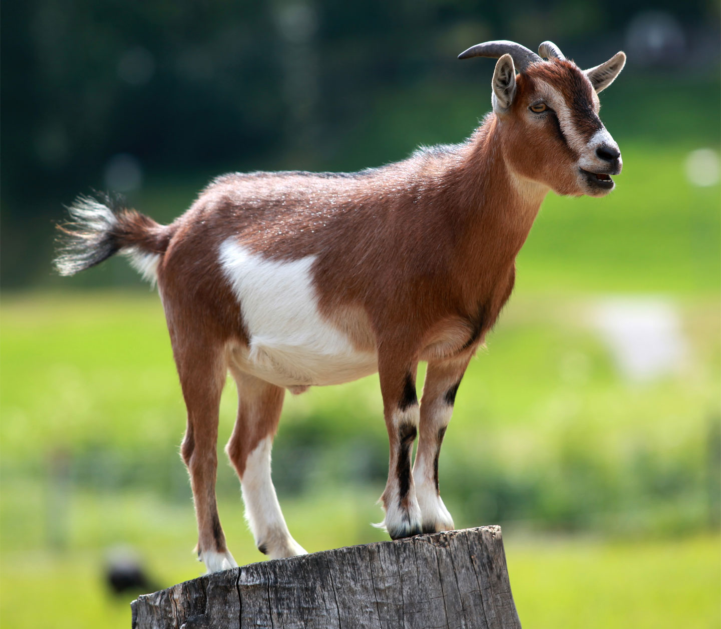 Adult goat perched on a tree stump