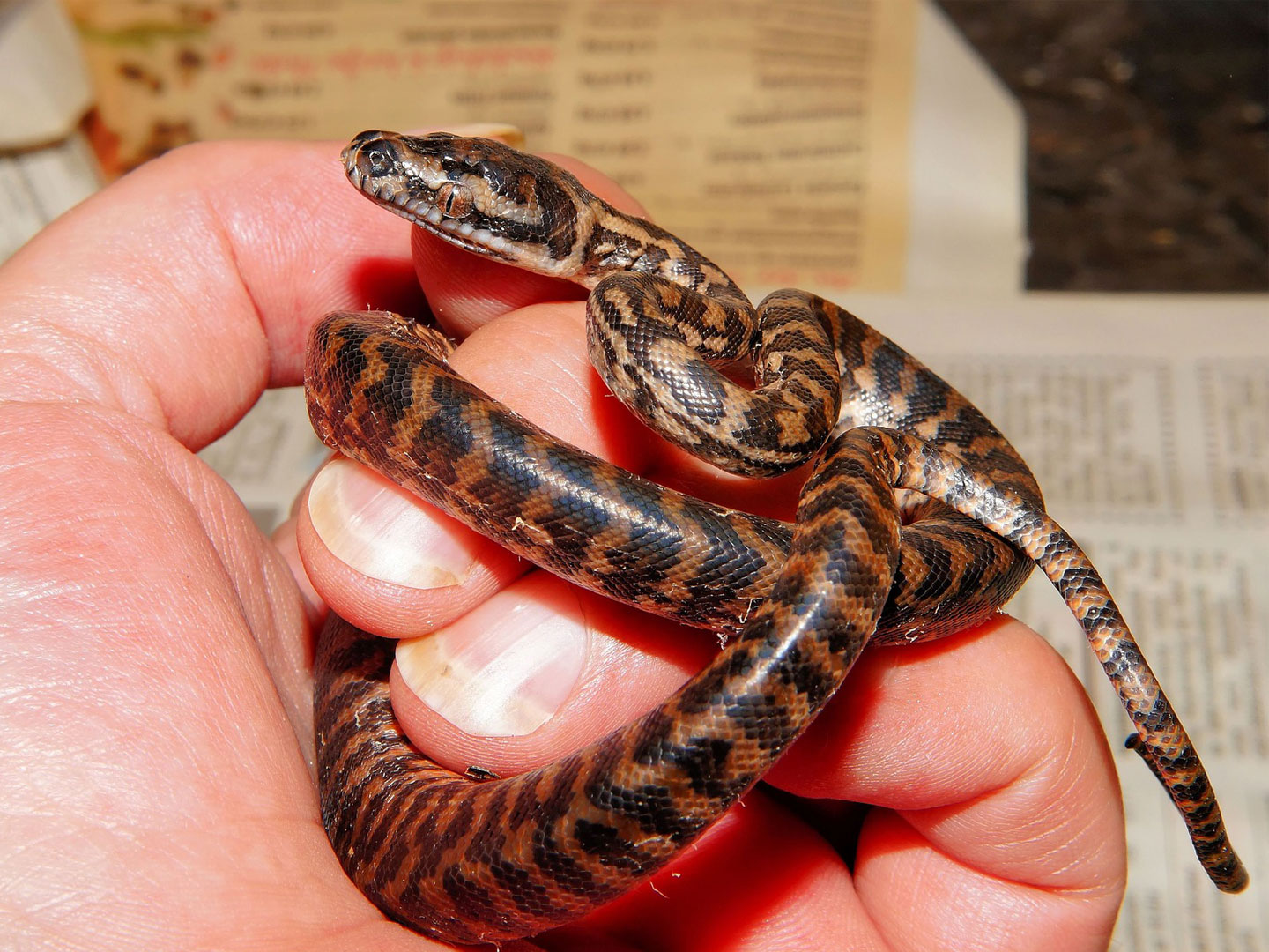 A snakelet coiled around a person's fingers