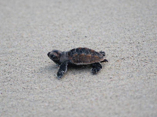 A turtle hatchling on sand