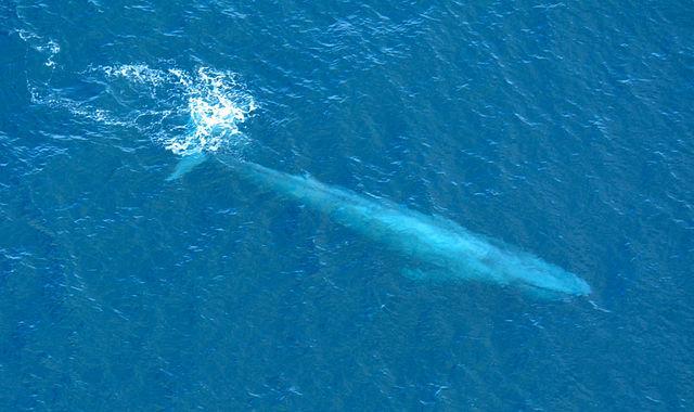 Large Blue whale as seen from above off the southern coast of California