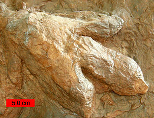 Dinosaur footprint fossil 