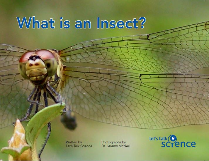Cover of What is an Insect? 