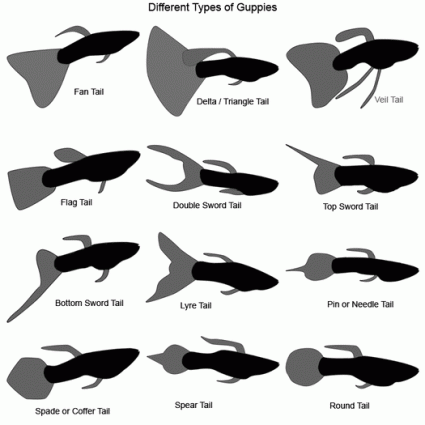 Guppy tails and fins come in different shapes and sizes