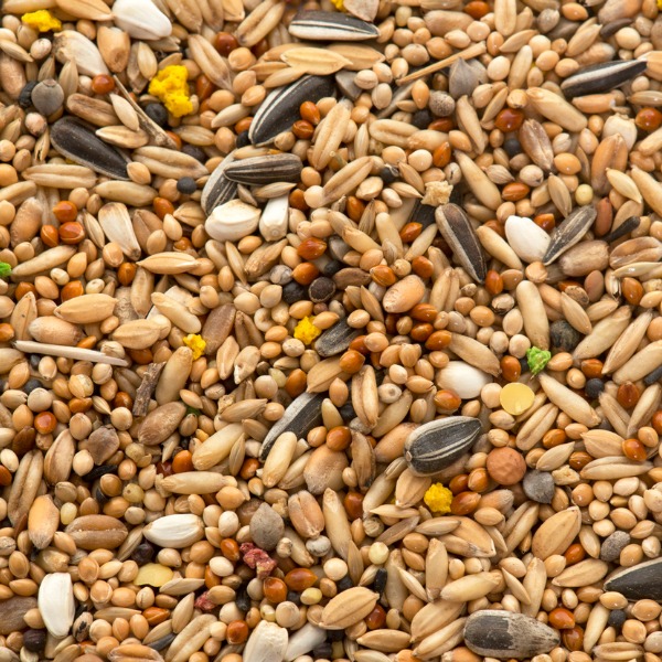 Assortment of seeds 