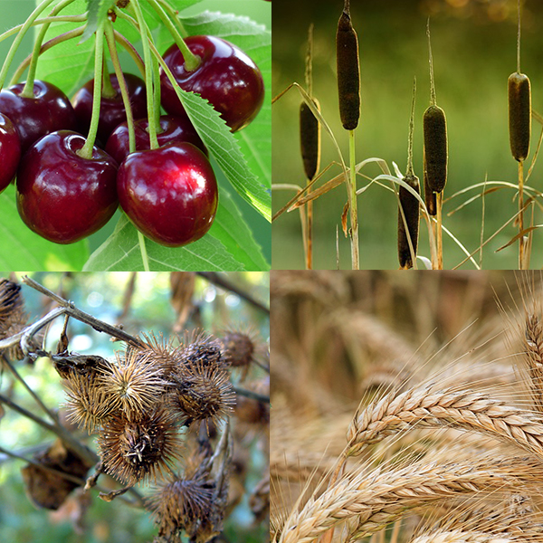 Seed-producing plants