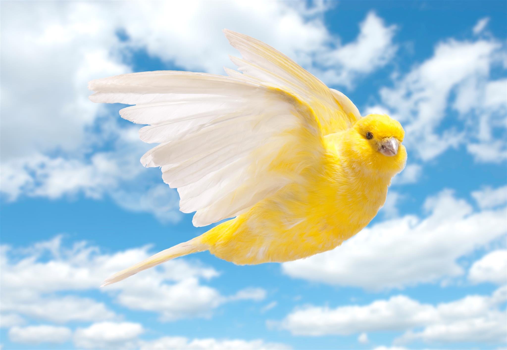 Canaries were once used to signal dangers to miners. - Image © Vito Cangiulli, iStockPhoto.com