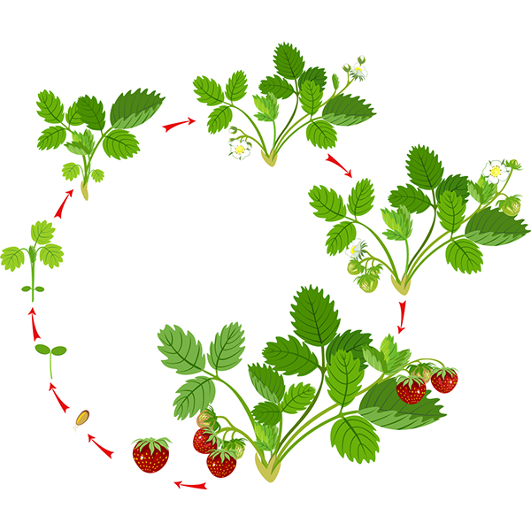 Life cycle of strawberry plant