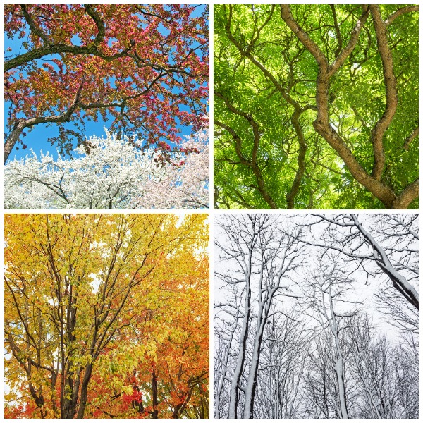 Tree through the four seasons