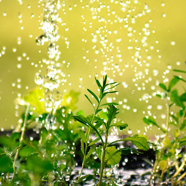 Water falling on plants