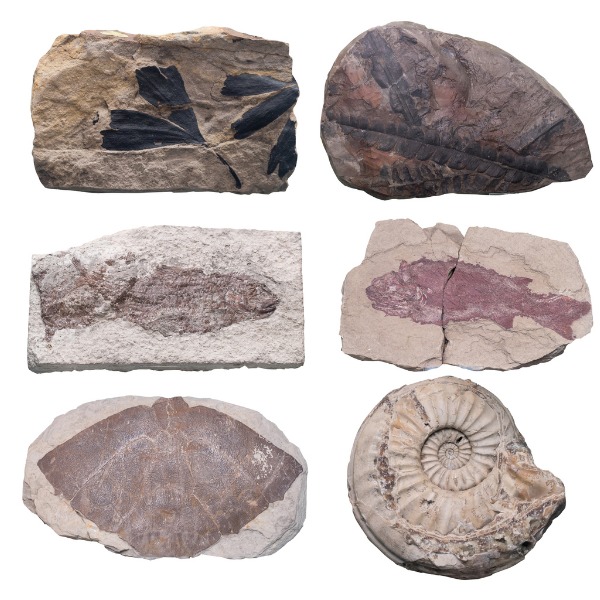 fossil plants and animals