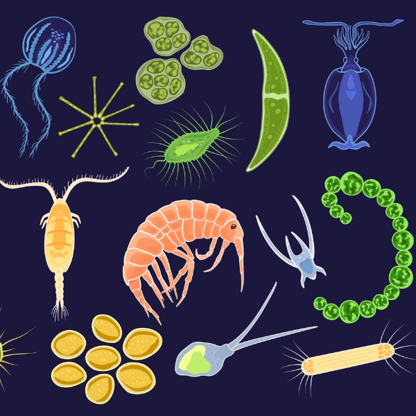 various marine microorganisms as they appear under a microscope