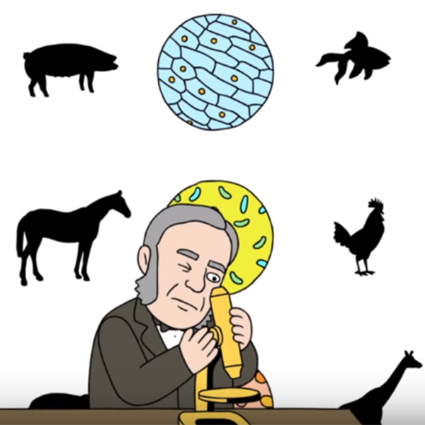 Screen capture from video "The Wacky History of Cell Theory”