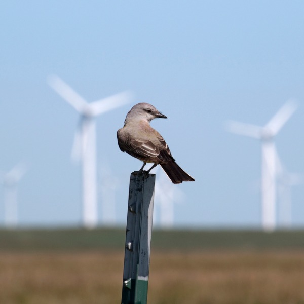Bird near a wind farm