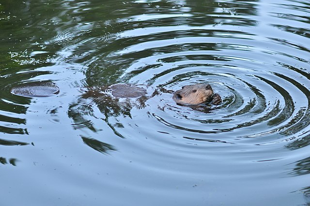 Beaver making ripples in a pond 