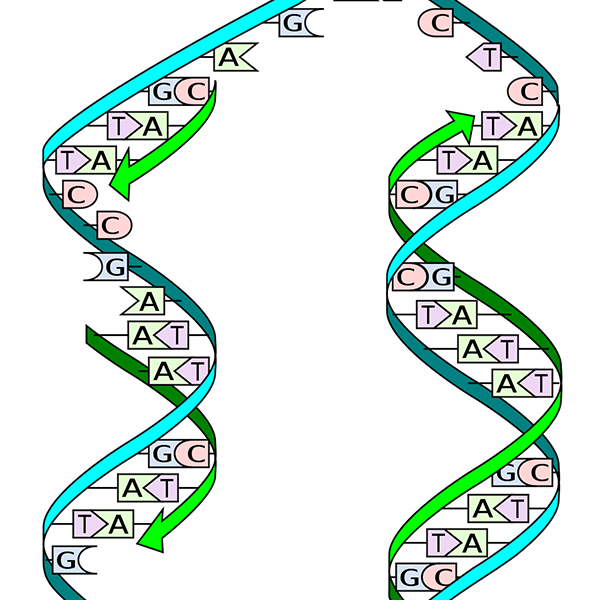 DNA "unzipping"