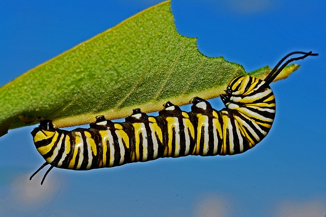 Monarch butterfly caterpillar 
