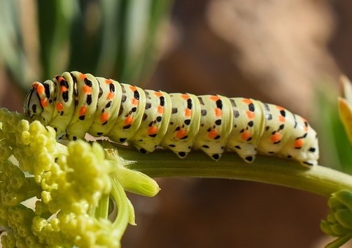 Swallowtail butterfly caterpillar 