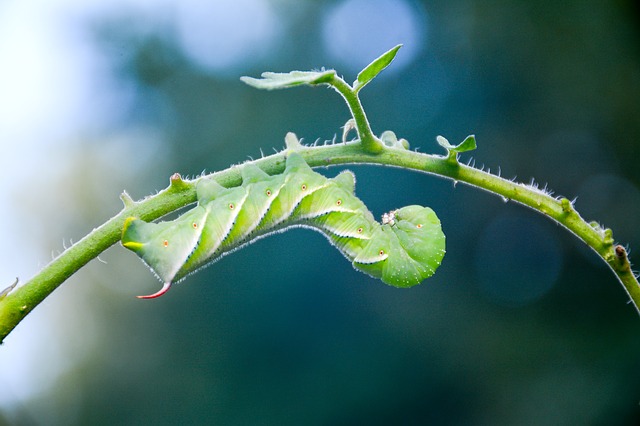Tomato hornworm moth caterpillar 