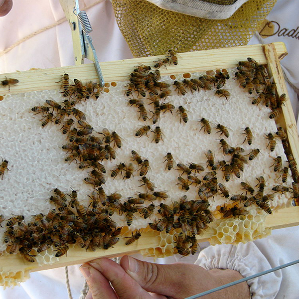 bees on frame held by beekeeper