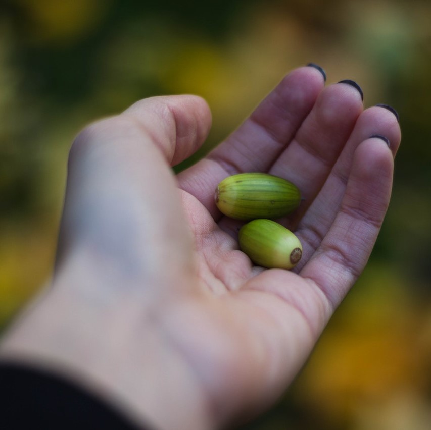 Hand holding oak tree seeds