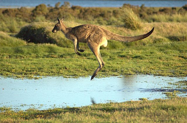 Kangaroo jumping over a puddle of water