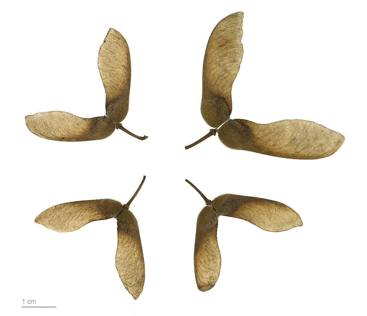Maple tree seeds 