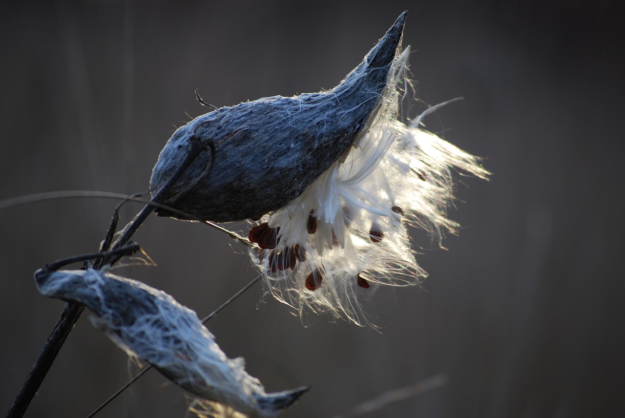 Seed Dispersal | Let's Talk Science