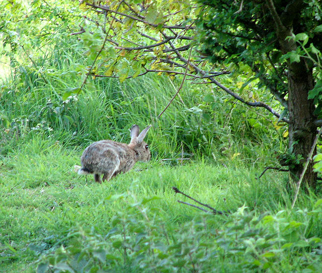 Rabbit hopping for cover