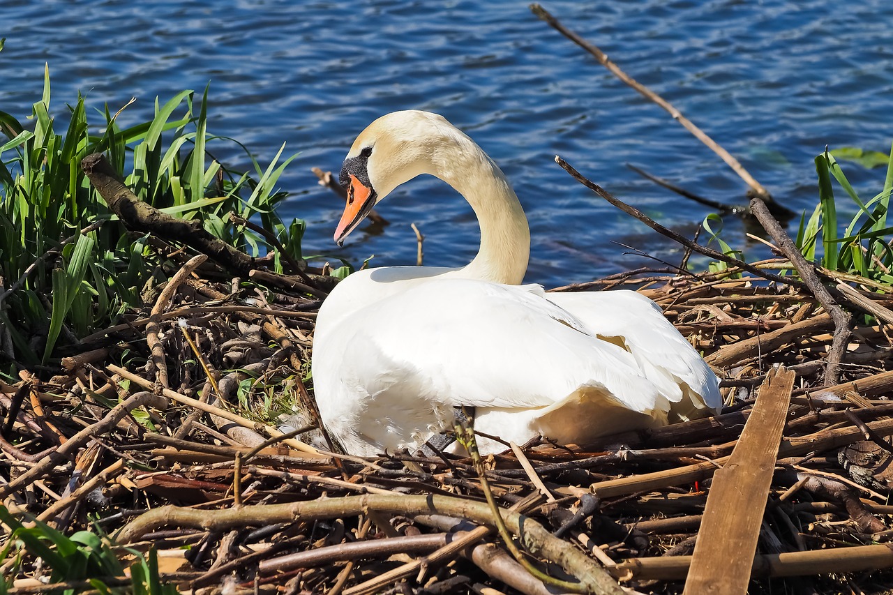 Swan on nest made out of sticks 