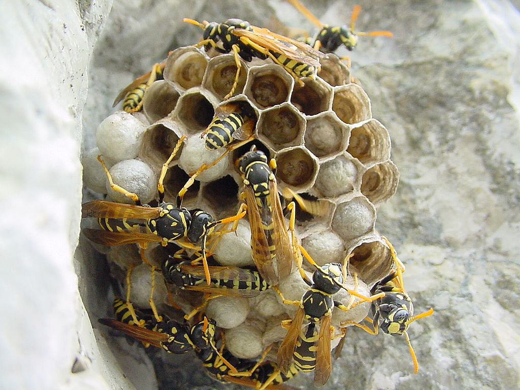 Wasp nest 