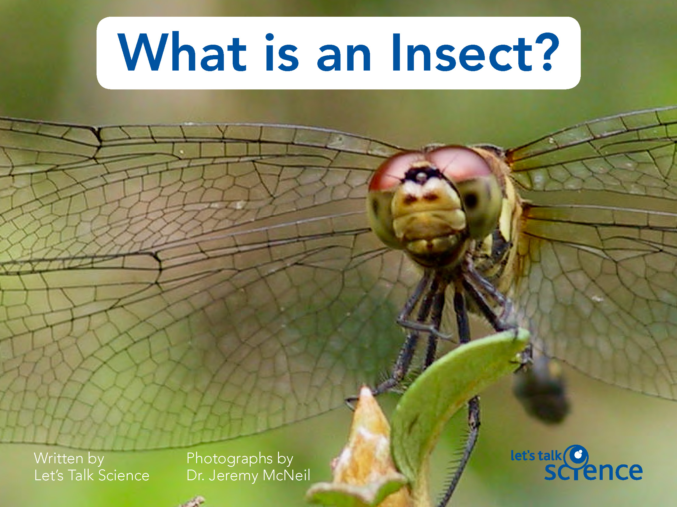 What is an insect, cover image