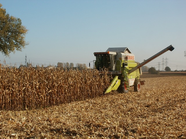 Corn being harvested using a corn picker 