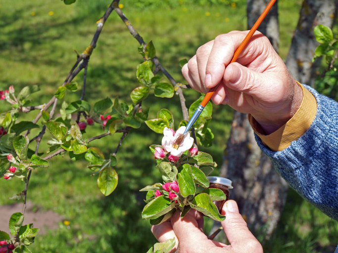 Hand pollinating apple blossom/Agriculteur pollinisant une fleur de pommier au moyen d’un pinceau