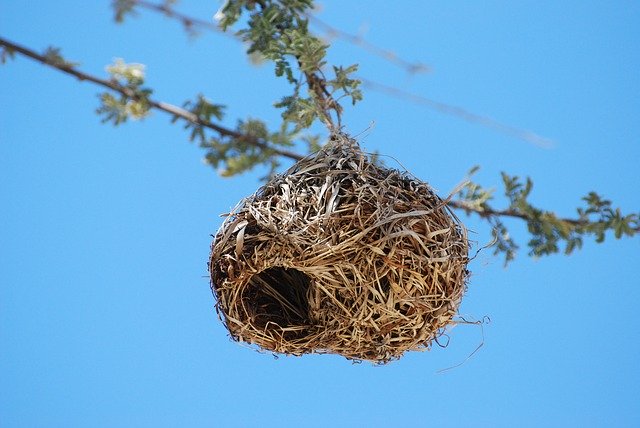Hanging bird nest 