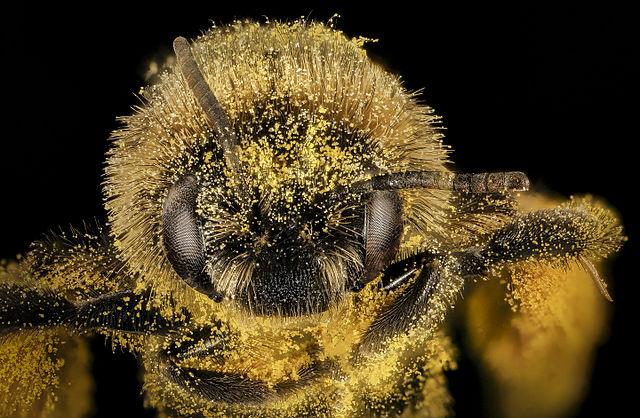 Abeille couverte de pollen