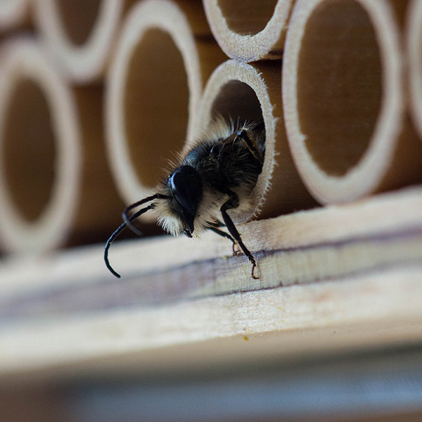 Bee exiting a bee house