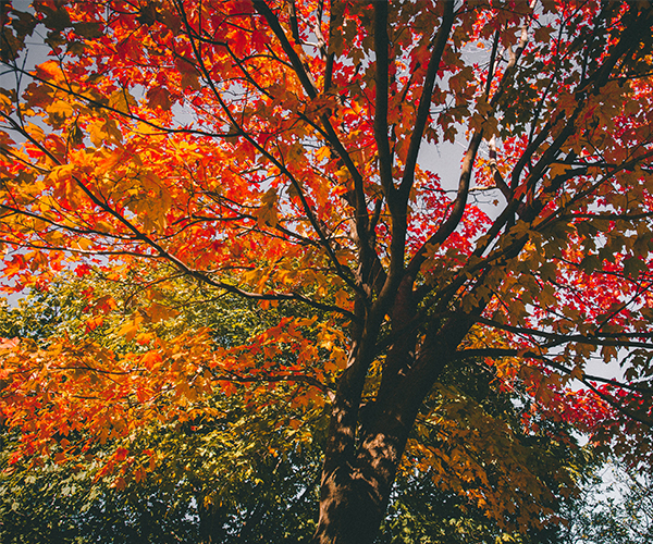 Colourful Maple Tree