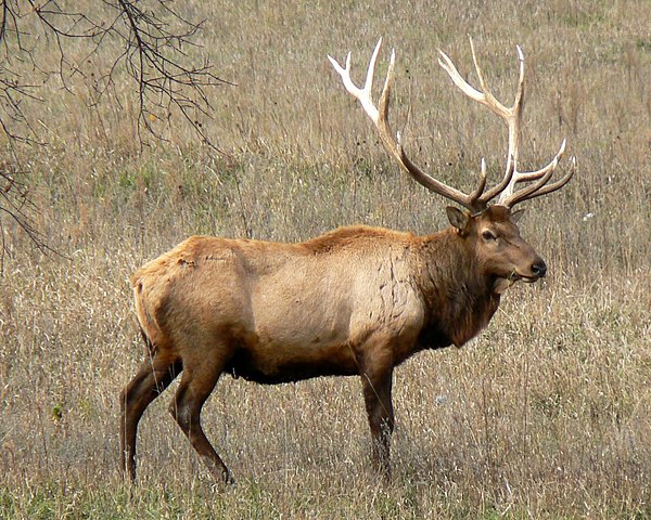 Male (Bull) Elk