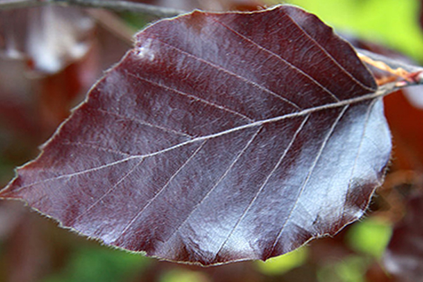 Purple Beech Leaf