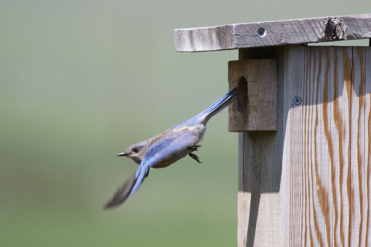 Western Bluebird (Sialia mexicana) flying out of its nest
