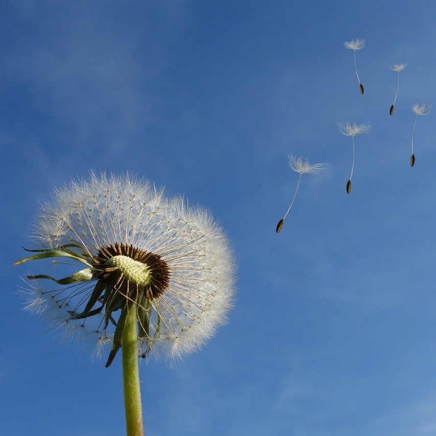 Dandelion seeds floating in the wind
