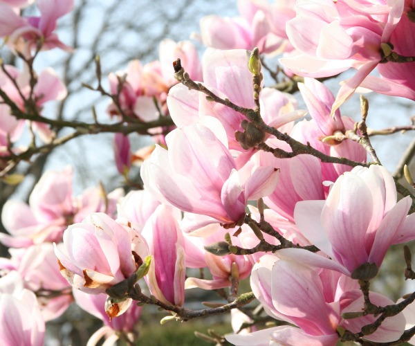 Magnolia Tree Blossoms 