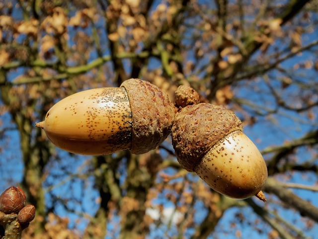 Acorns on an oak tree 