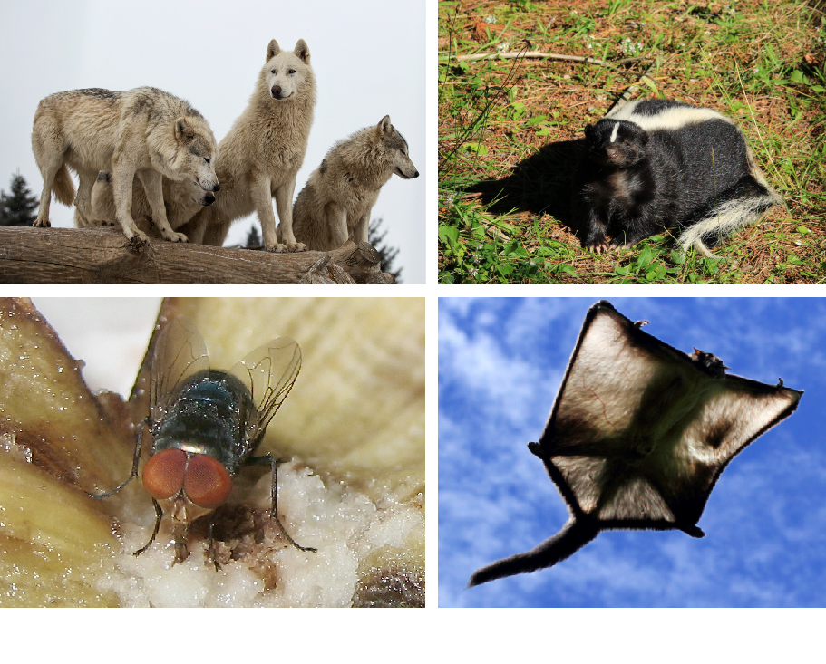 Image of Wolf pack,Striped skunk,House fly, Flying squirrel