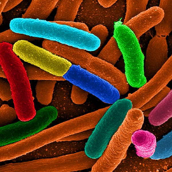 Assortment of the bacteria Escherichia coli 